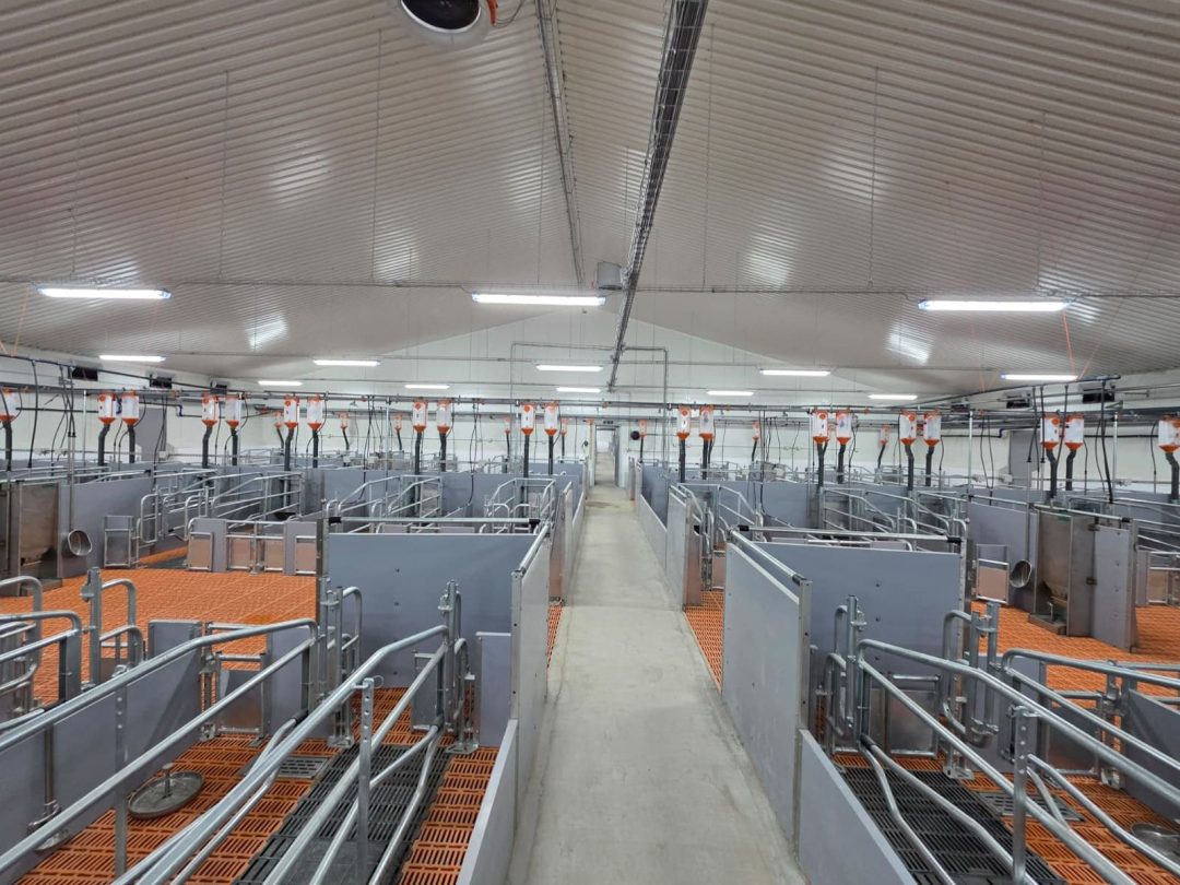 Fermă de reproducție suine, Burila Mare, județul Mehedinți